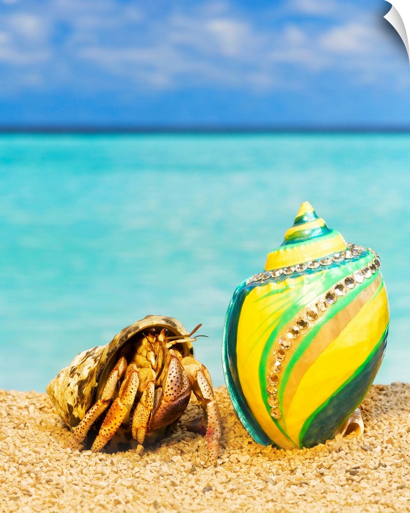 Hermit crab looking at shells with rhinestones
