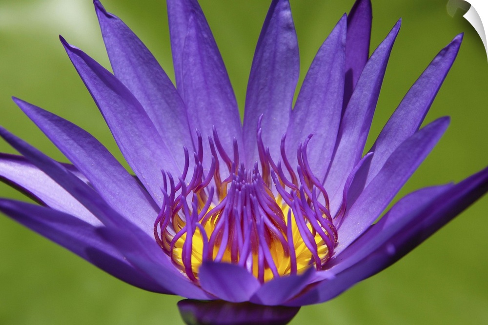 High angle view of a lilac lotus flower in front of green leaves.