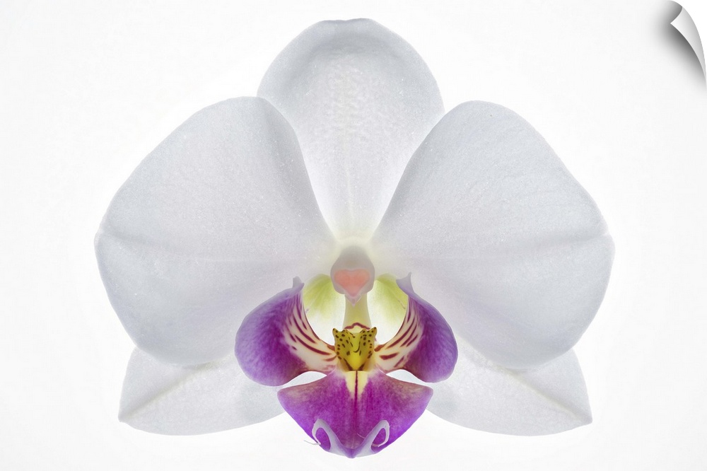 Latin name: Phalaenopsis. A white orchid with a heart shaped callus.