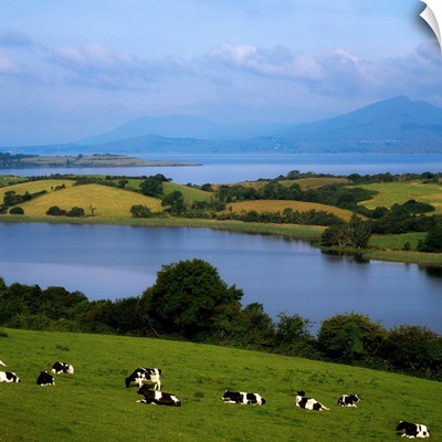 Holstein-Fresian Cattle, Bantry Bay, Co Cork, Ireland