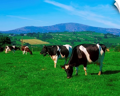 Holstein-Friesian cows near Borris, County Carlow, Ireland