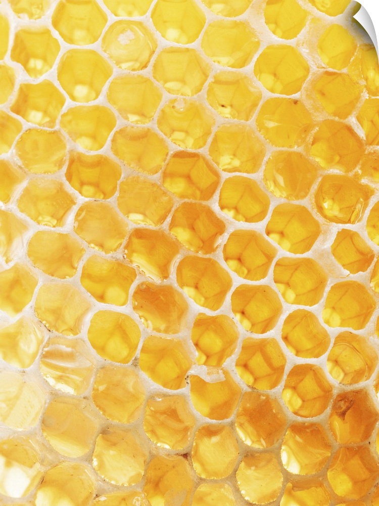Honeycomb Closeup