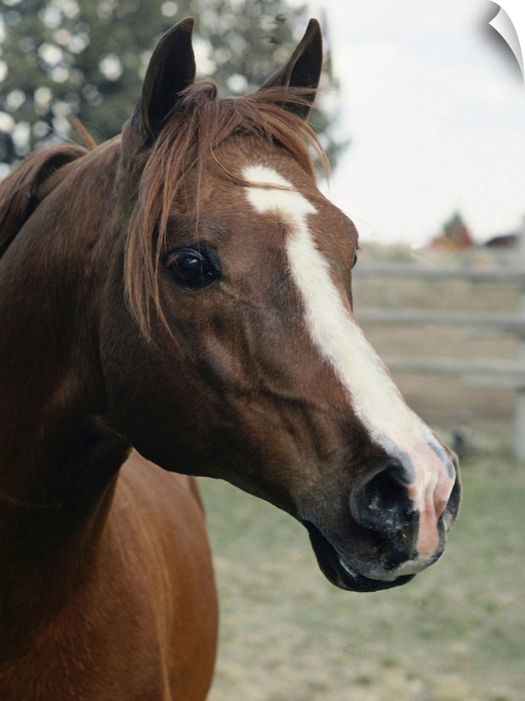 Big, portrait photograph of the side of a horses face as he stares at the camera, a fenced in field and large tree are sli...