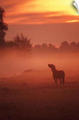 horse at sunrise