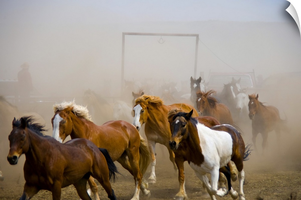 Horse drive, horses returning to the corral