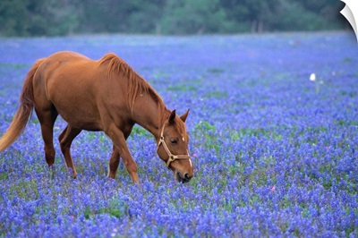 Horse Grazing Among Bluebonnets