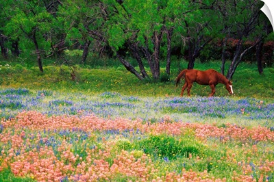 Horse Grazing In Field