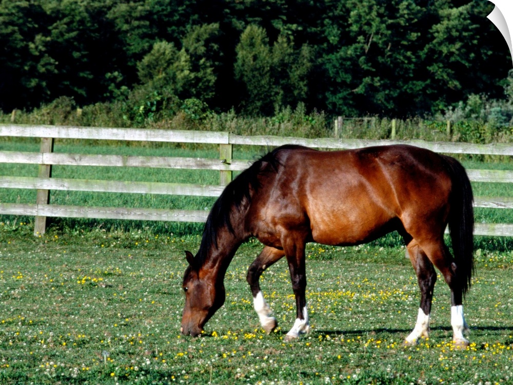 Horse grazing in pasture