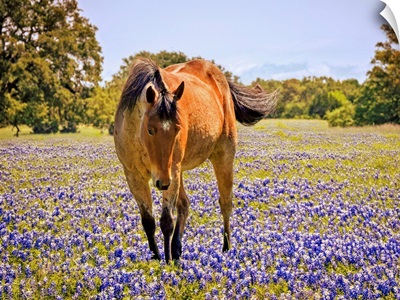 Horse In A Field Of Texas Bluebonnets