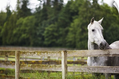 Horse in field looking over fence