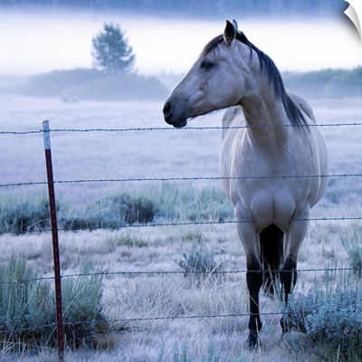 Horse in hazy field