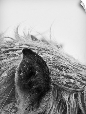 Horse in winter, close-up of ear and mane.