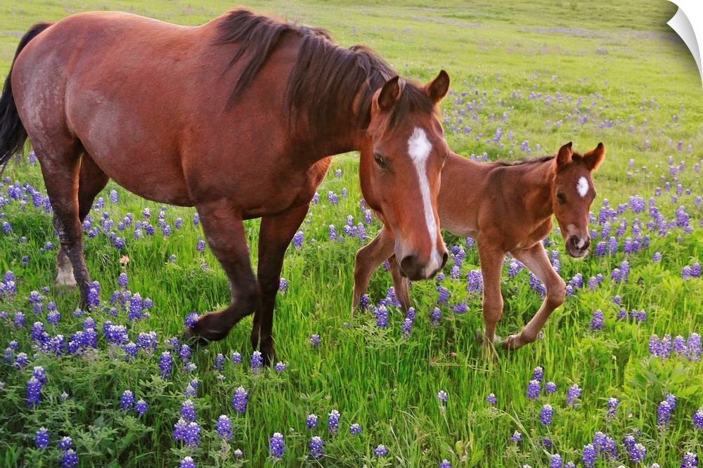 Oversized, horizontal photograph of  a horse and a baby  trotting through a field of bluebonnets in Texas.