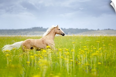 Horse running in field.
