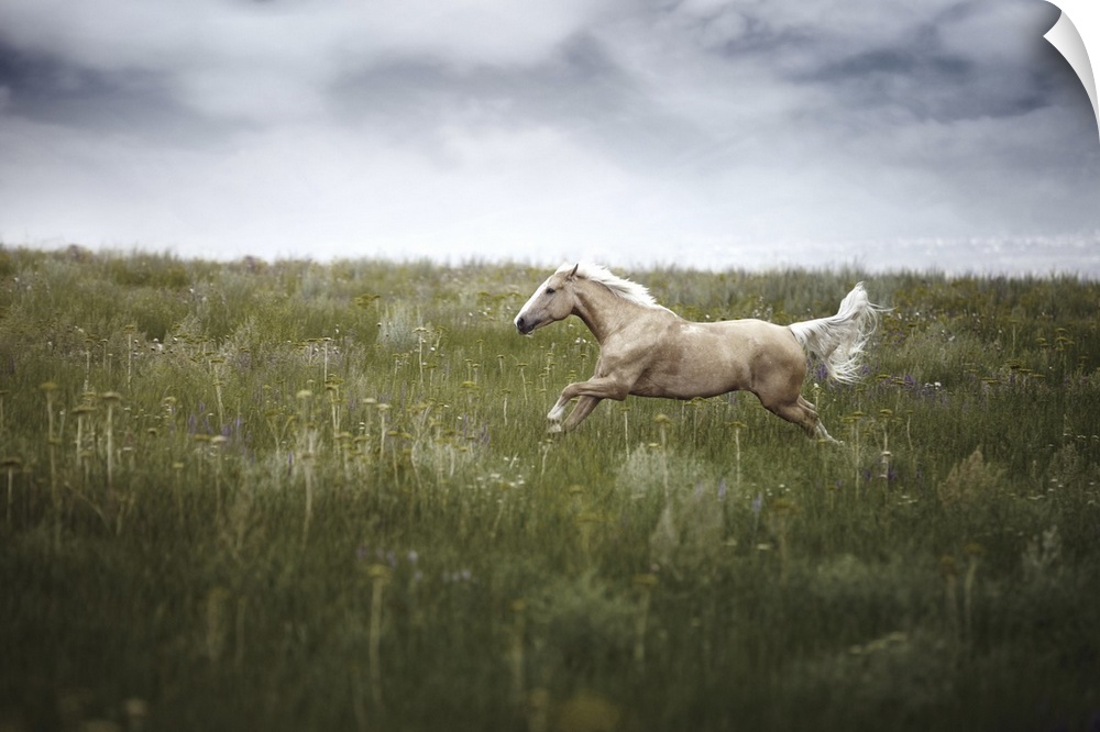 Horse running in field with cloudy weather.