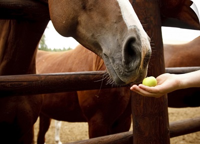 Horse smelling a yellow apple.