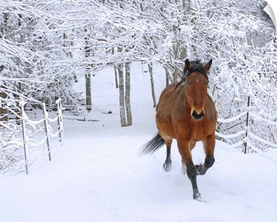 Horse trotting through fresh snow-covered scenery