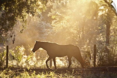 Horse underneath canopy of trees in forest running along fence, backlit by sunset.