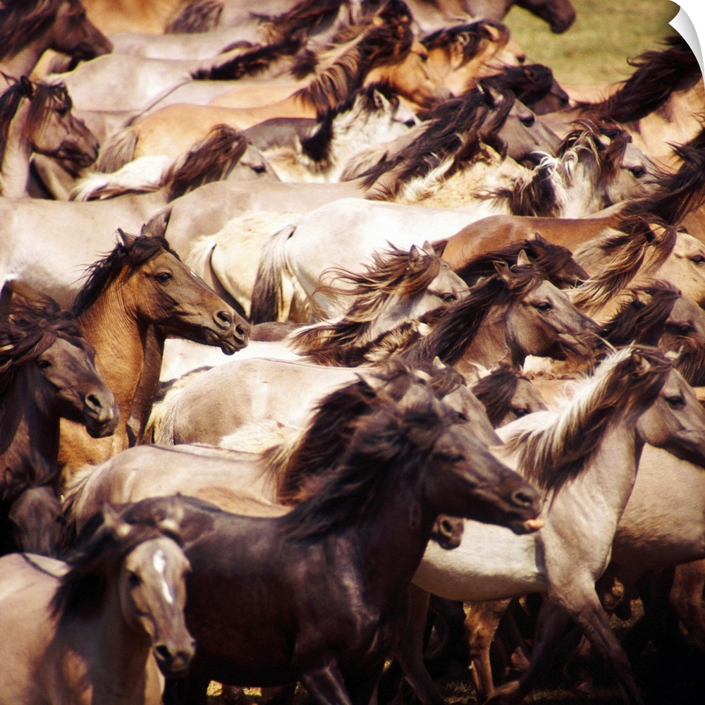 Square photo on canvas of a up close view of a herd of horses running in a field.