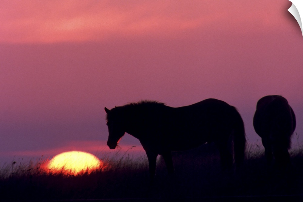 horses at sunset