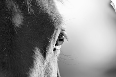 Horses face in black and white, with focus on eye.