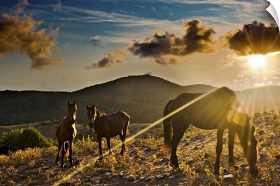 Horses grazing during sunset in Tolfa.