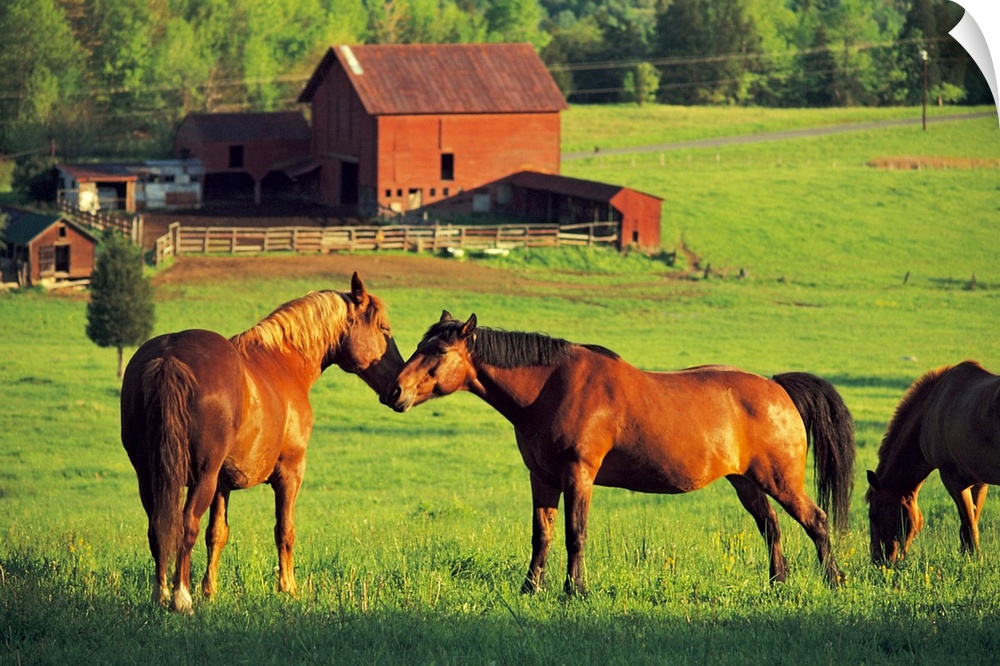 Big canvas photo of two horses nuzzling in a field and another horse grazing with a barn in the background.