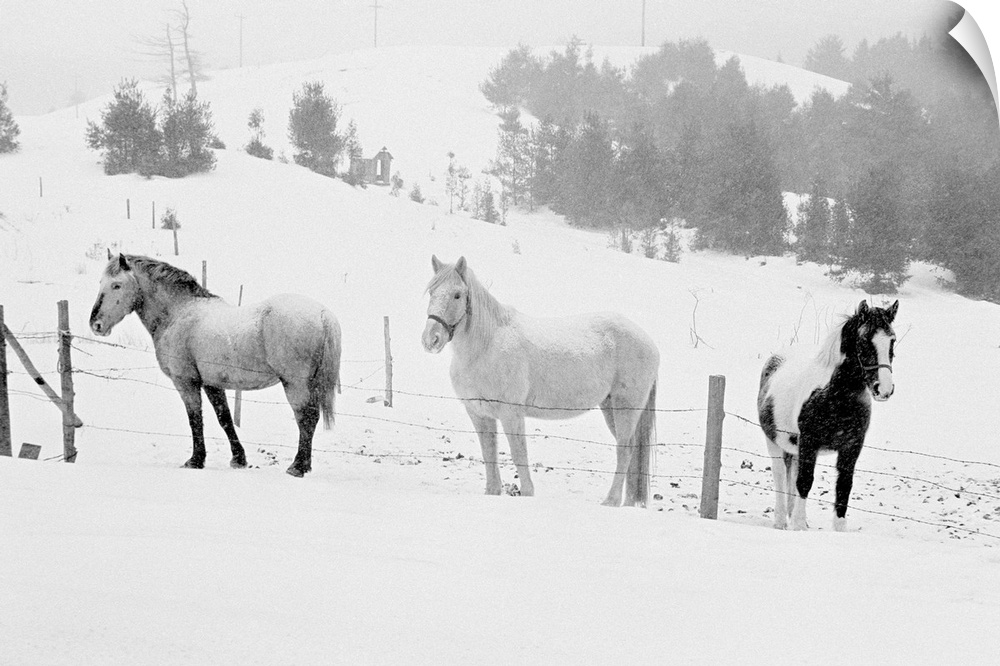 Horses on ranch
