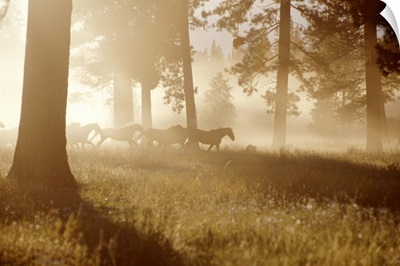 Horses running in forest, early morning mist, side view
