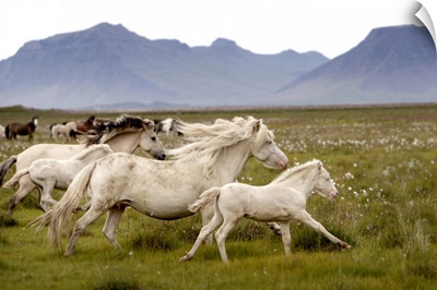 Horses running wild in Iceland
