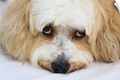 humorous close-up of bichon frise dog