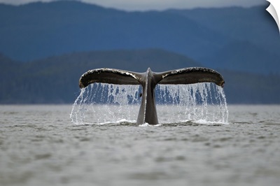 Humpback Whale raises its tail while diving in Frederick Sound, Alaska