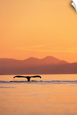 Humpback Whale Surfacing At Sunset