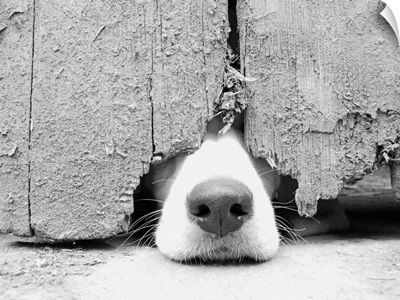 Hunting puppy pokes nose out from under the barn door.