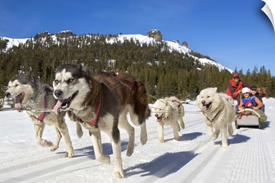 Huskies pulling on the sled near Lake Tahoe