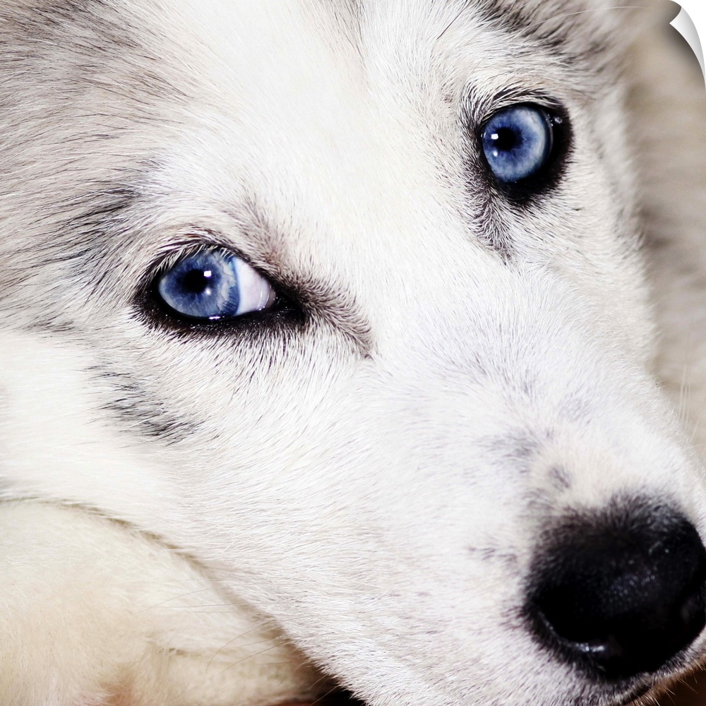 ..husky baby, dog, jung, little, blue eyes, sweet, cute, animal, dog days, dog breeding, dog kennel, dog-tired, puppy, dog...