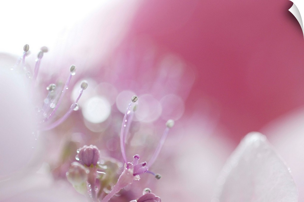 hydrangea flower pink nature pistils beautiful raindrops macro