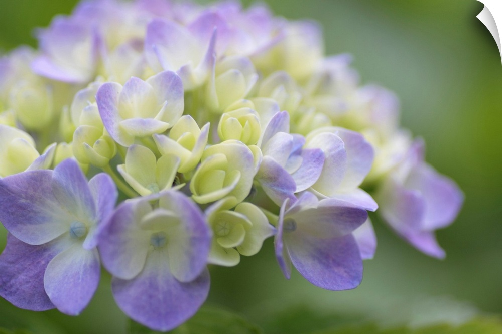 Large, horizontal, close up photograph of Hydrangea flowers on a softly blurred background of green leaves.