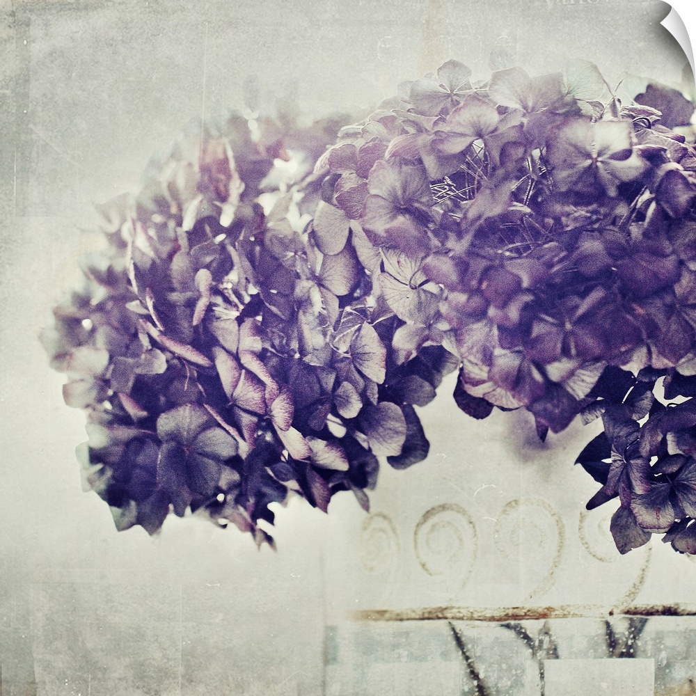Mixed media art of a photograph of a large bundle of Hydrangea flowers on a digitally created light textured background.