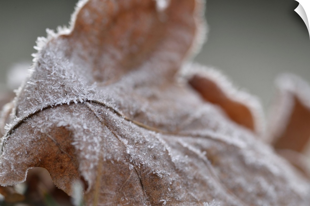 Ice Covered Leaf