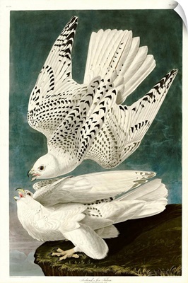 Iceland Or Jer Falcon By John James Audubon