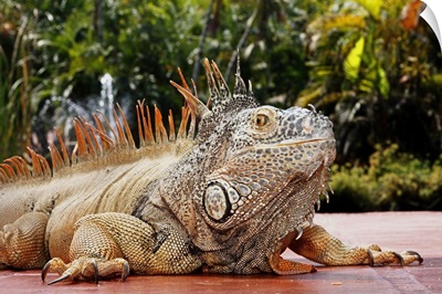 Iguana in Puerto Vallarta, Mexico.