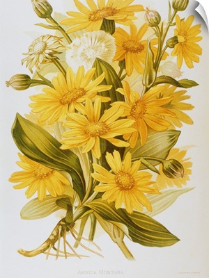 Illustration Depicting Arnica Montana Plants