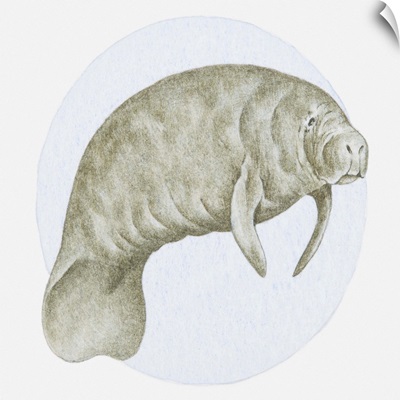 Illustration of a Manatee (Trichechus sp.) underwater