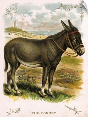 Illustration Of Donkey