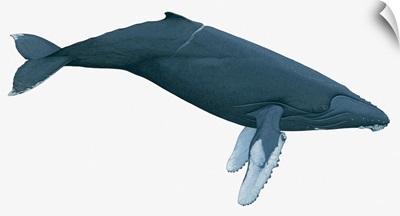 Illustration of Humpback Whale (Megaptera novaeangliae)