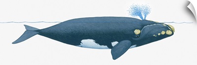 Illustration of North Pacific Right Whale (Eubalaena japonica) near surface of water