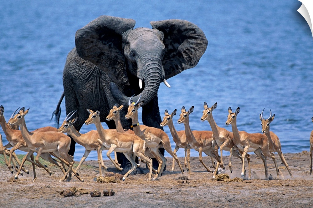 An African elephant chases after Impalas alongside the Chobe River, Botswana.