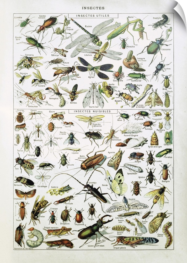 Old illustration about insects by Adolphe Philippe Millot printed in the french dictionary "Dictionnaire Complet et Illust...