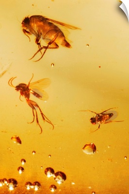 Insects fossilised in amber